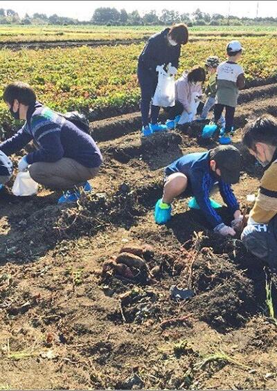 どんなお芋がとれるかな？！ 収穫体験