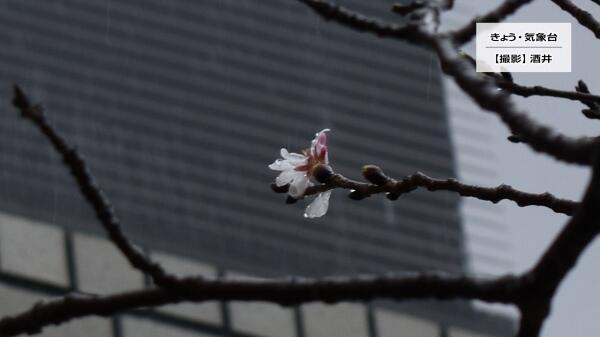 240325標本木の桜.jpg