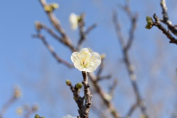 250122ウメの開花.jpg