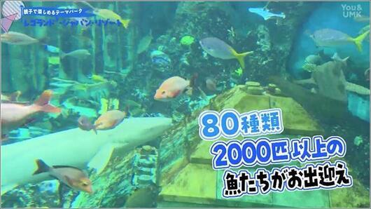 12 80種類2000匹以上の魚たち