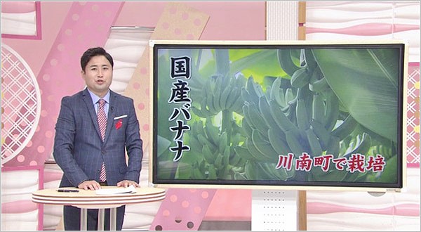 通わずか0 01パーセント未満 希少な国産バナナ栽培に挑む農家 18年10月6日放送 特集 U Doki Umkテレビ宮崎
