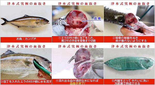 ぜいたく魚 血抜き エラ 場所 魚のすべて